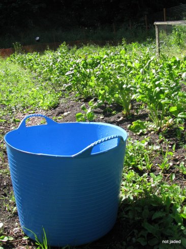 tub trug in the garden